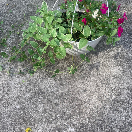 Basket Rooted Purple Impedien and White Vine and Pink Filler plants Greenery outdoor Patio or Balcony