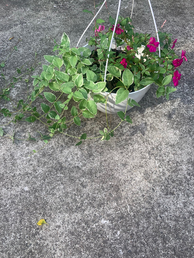 Basket Rooted Purple Impedien and White Vine and Pink Filler plants Greenery outdoor Patio or Balcony
