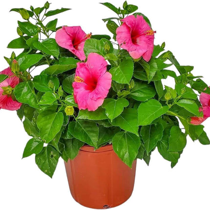 Red Hibiscus Plant Ideal for Patios or Balconies Any Space for Spring and Summer