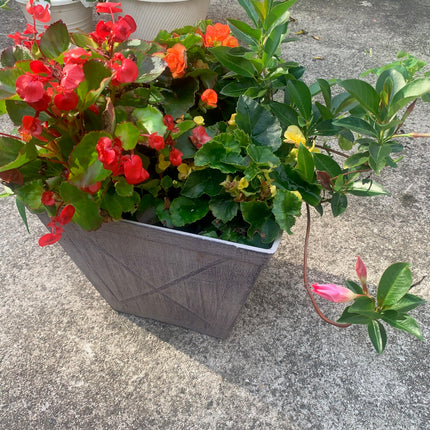 Rooted Red, Yellow and Orange Begonia and Pink Mandevilla Greenery outdoor Patio or Balcony