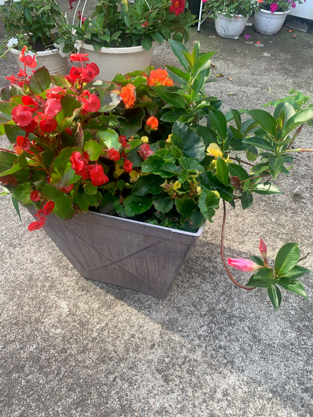 Rooted Red, Yellow and Orange Begonia and Pink Mandevilla Greenery outdoor Patio or Balcony