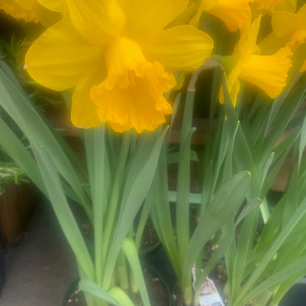 Spring Flower Garden Yellow Daffodil 6 Inch Pot