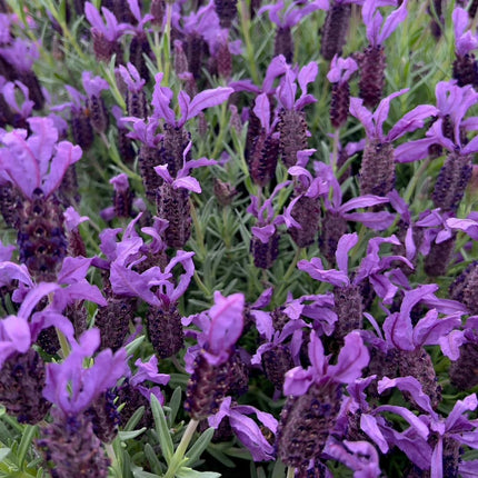 Lavender Plants Live Hardy Perennial Lavender for Garden and Landscape with Fragrant Purple Blooms