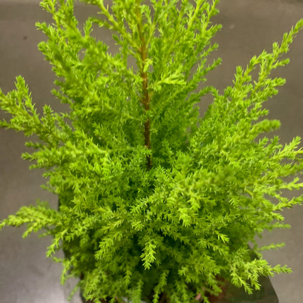 Miniature Festive Christmas tree Holiday Emerald Green Arborvitae Live Plant Gift Easy Care Houseplants