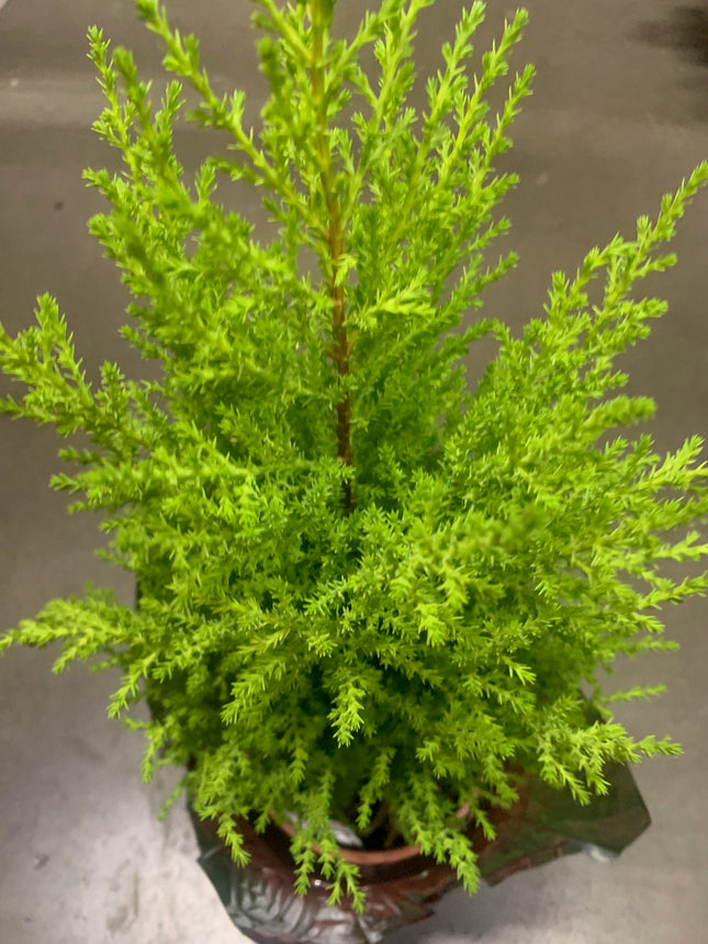 Miniature Festive Christmas tree Lemon Cypress Tree Live Plant Gift Easy Care Houseplants
