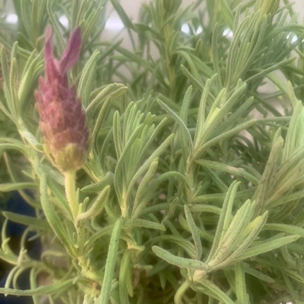 Rooted Purple Lavender for home decoration lavender fragrance