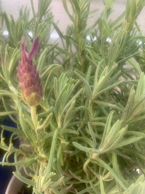 Rooted Purple Lavender for home decoration lavender fragrance