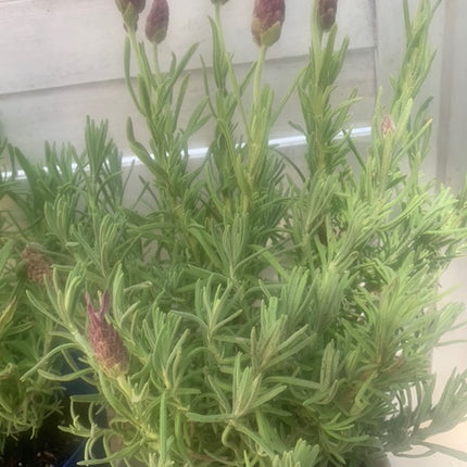 Rooted Purple Lavender for home decoration lavender fragrance