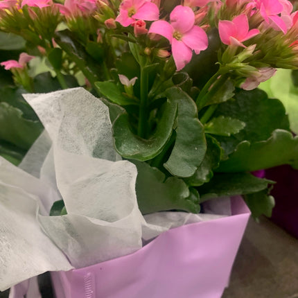 Rooted Kalanchoe Indoor and Outdoor plant Gift Plant Mother Day and Holidays Celebration