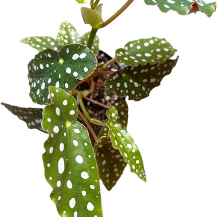 Maculata Polka Dot Begonia Live House Plants Rare Stylish Indoor Plant