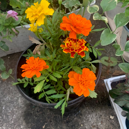 Rooted Marigold yellow and orange for home Decoration and landscape