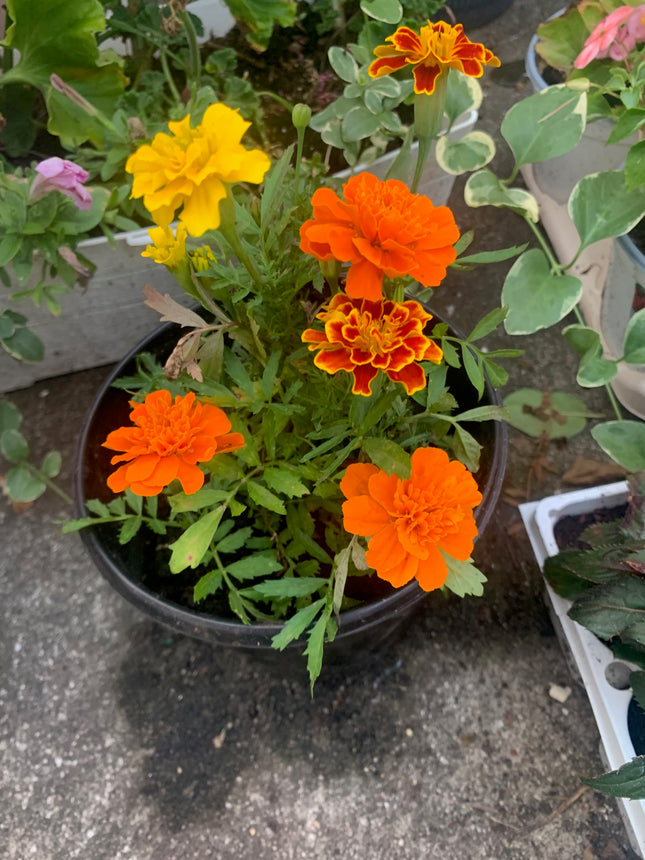 Rooted Marigold yellow and orange for home Decoration and landscape
