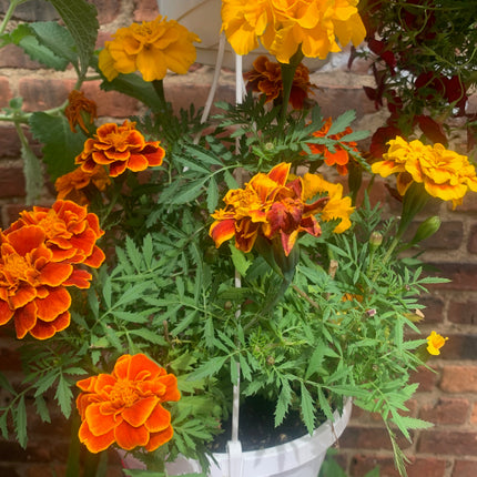 Basket Marigold Live Annual Plant Landscape Outdoor Garden Home Decoration