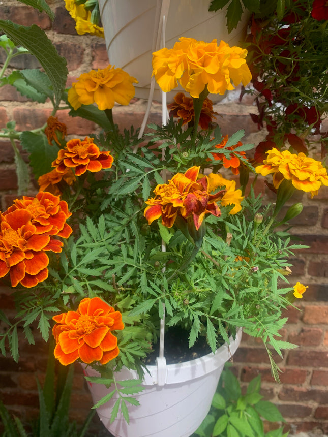 Basket Marigold Live Annual Plant Landscape Outdoor Garden Home Decoration
