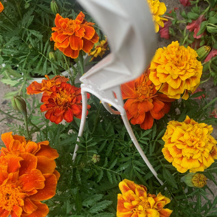 Rooted Mixed Marigold planted in pot or basket outdoor any space
