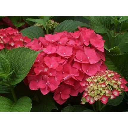 Pink Flowering Hydrangea Shrub Live Plant