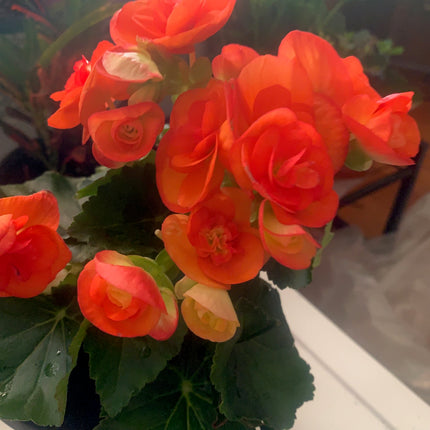 Rooted Orange Bongai beautiful color for the summer outdoor Patio or Balcony
