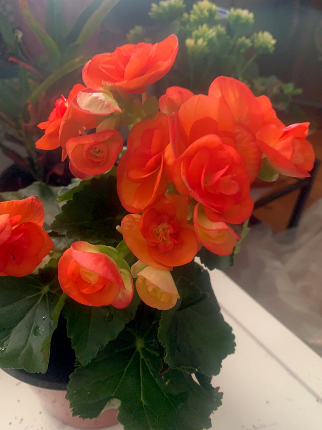 Rooted Orange Bongai beautiful color for the summer outdoor Patio or Balcony