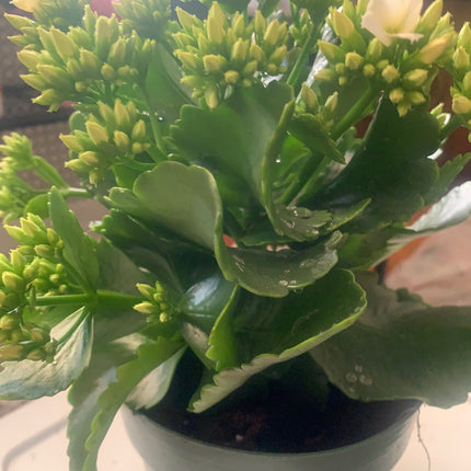 Rooted White Kalanchoe Holiday Gift Plants in pot Indoor plants and outdoor plants