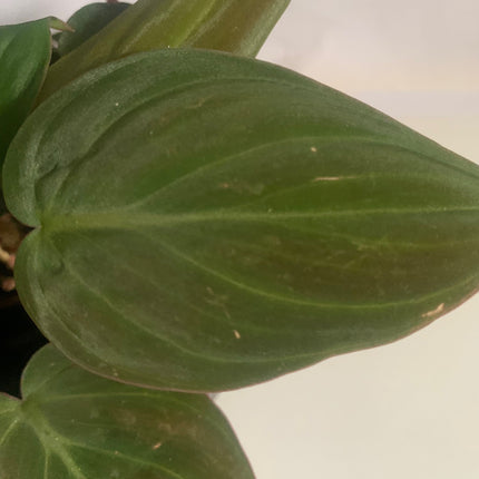 巴西蔓綠絨 - 活體植物