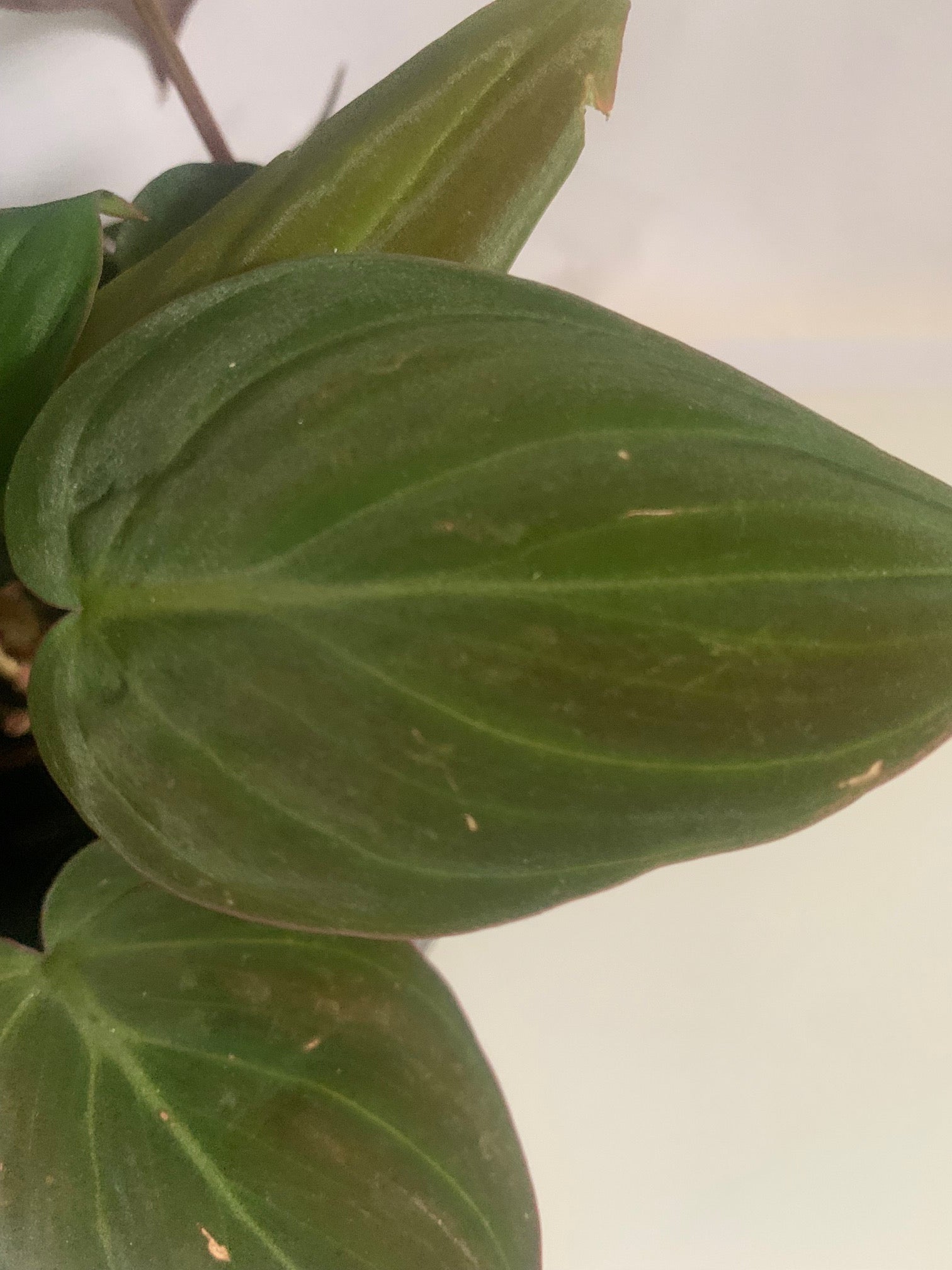 are philodendron air purifier Mican Lime Philodendron purifier air plant indoor plant – UniqueMartandHome