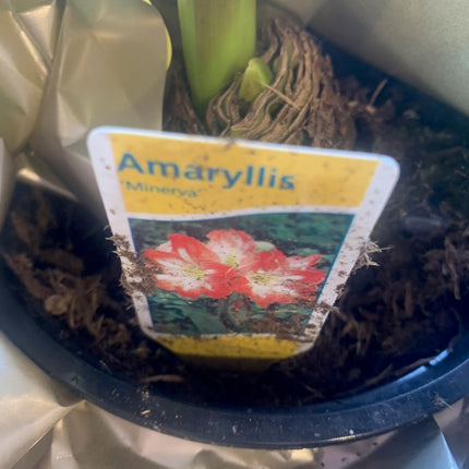 易於種植的朱頂紅「雙瓣」球莖（1 包）－大型紅白雙瓣花，適合節慶室內外花園