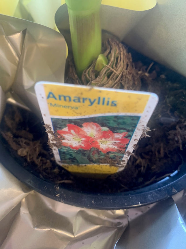 易於種植的朱頂紅「雙瓣」球莖（1 包）－大型紅白雙瓣花，適合節慶室內外花園