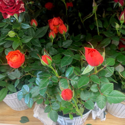 Miniature Roses Plant for Valentine day and Mother day indoor and outdoor plants home decor