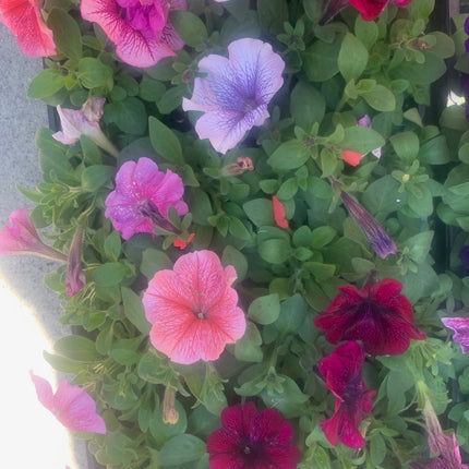 Rooted Annual Plants Mixed Colors with Stripes flowers Petunia Summer Garden Flower
