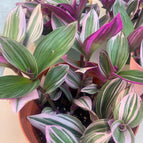 Pink / 8 Rooted