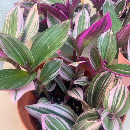 Nanouk Tradescantia Pink with Stripe Plant Potted Indoor Plant Office Plants
