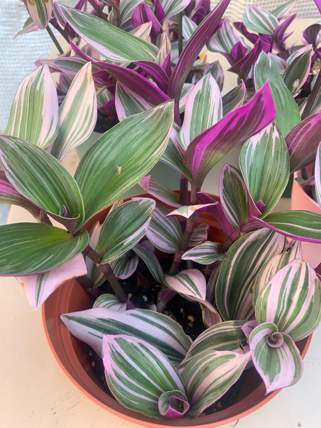 Nanouk Tradescantia Pink with Stripe Plant Potted Indoor Plant Office Plants