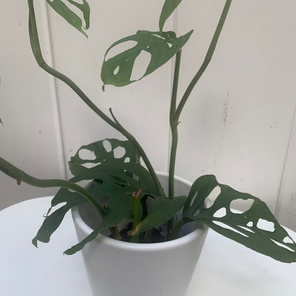 Rooted bundle houseplants for Indoor or Office Any Room Home Decoration