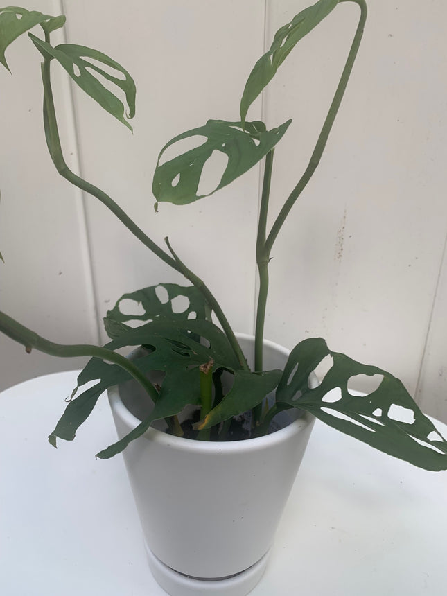 Rooted Swiss Cheese Monstera Indoor houseplants or Office Home Decoration