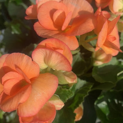 Rooted White Begonia beautiful color Addition to Outdoor Patio or Balcony Annual Season
