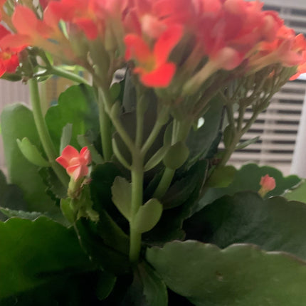Rooted Orange Kalanchoe Plants in pot Holiday gift plant balcony yard or outdoor