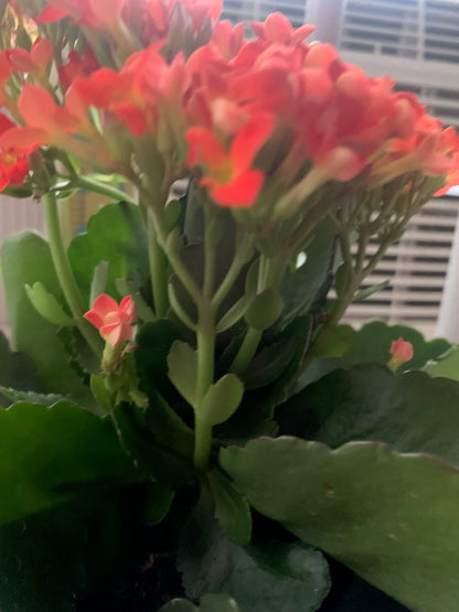 Rooted Orange Kalanchoe Plants in pot Holiday gift plant balcony yard or outdoor