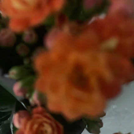 Rooted Orange Kalanchoe Plants in pot Indoor Home Decoration and Gift