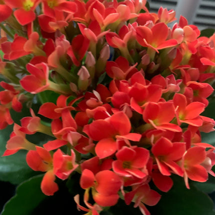 Rooted Orange Kalanchoe Plants in pot Holiday gift plant balcony yard or outdoor