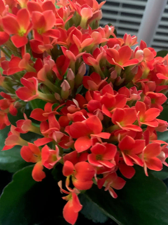 Rooted Orange Kalanchoe Plants in pot Holiday gift plant balcony yard or outdoor