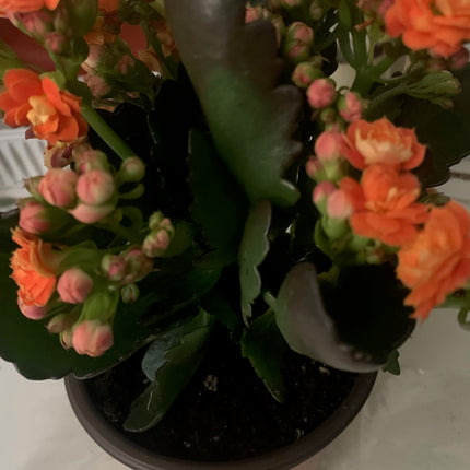 Rooted Orange Kalanchoe Plants in pot Indoor Home Decoration and Gift