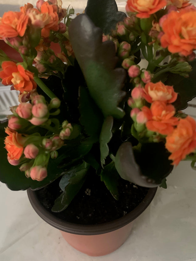 Rooted Orange Kalanchoe Plants in pot Indoor Home Decoration and Gift