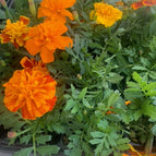 Small / Orange