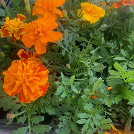 Rooted Mixed Marigold planted in pot or basket outdoor any space