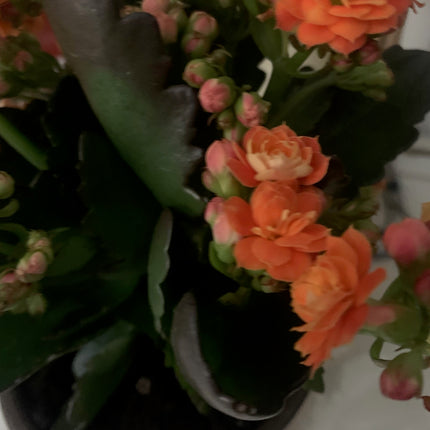 Rooted Orange Kalanchoe Plants in pot Indoor Home Decoration and Gift