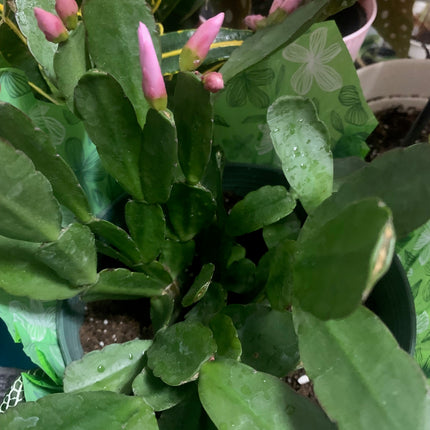 Pink Easter Cactus Plant Live Spring Succulent Plants for Easter and Mother day