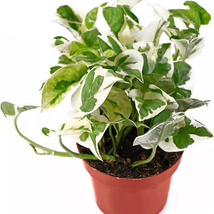 活體綠蘿、珍珠綠蘿和翡翠綠蘿、室內植物、易養護植物、家居裝飾、室內植物