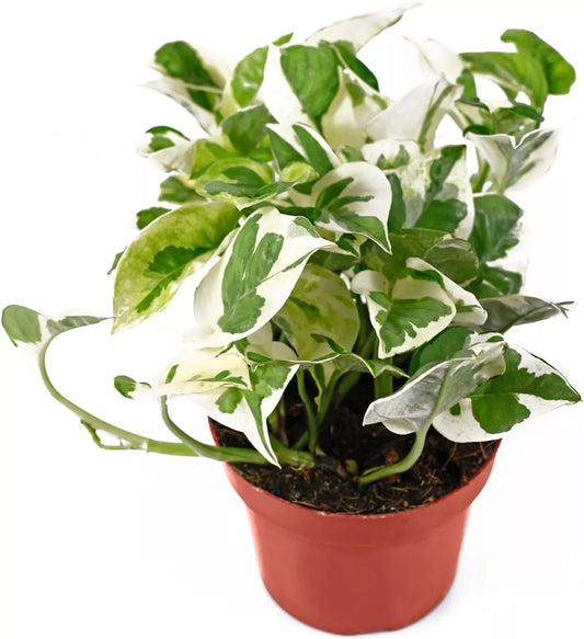 Live Pothos Pearl and Jade Pothos Houseplants Easy Care Plants Home Decor Indoor Plants