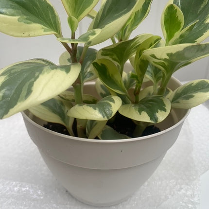 Light Yellow Green Colors Rooted Peperomia Rubber Plants basket or pot balcony yard or indoor
