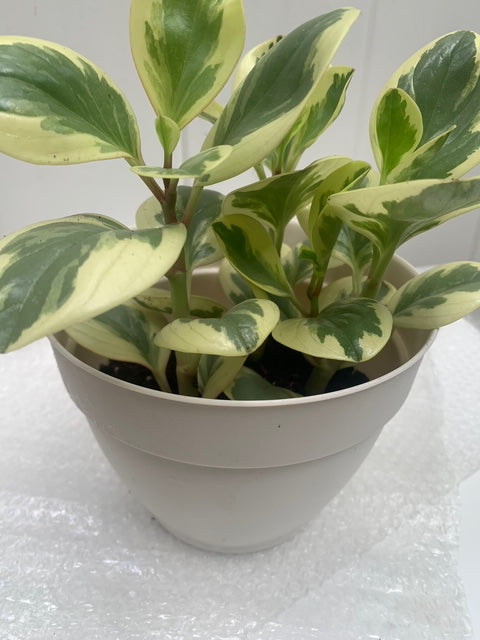 Light Yellow Green Colors Rooted Peperomia Rubber Plants basket or pot balcony yard or indoor